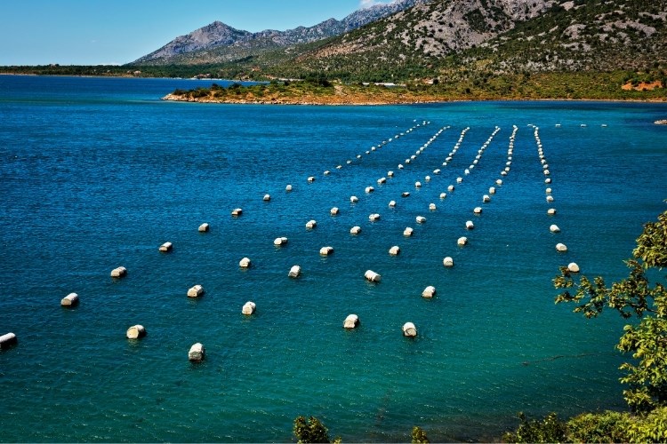 Slika /slike/Priopcenja/Foto_NOVO PRIOPĆENJA/Dagnje/tezrbtwertzzuiuztr4rtz (10).jpg